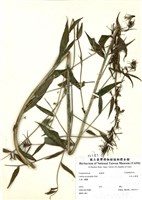 藏品(大本山梗葉)的圖片